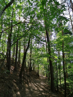 sopron_trails.jpg
